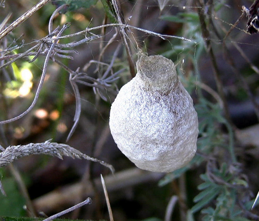 Argiope bruennichi con ovisacco